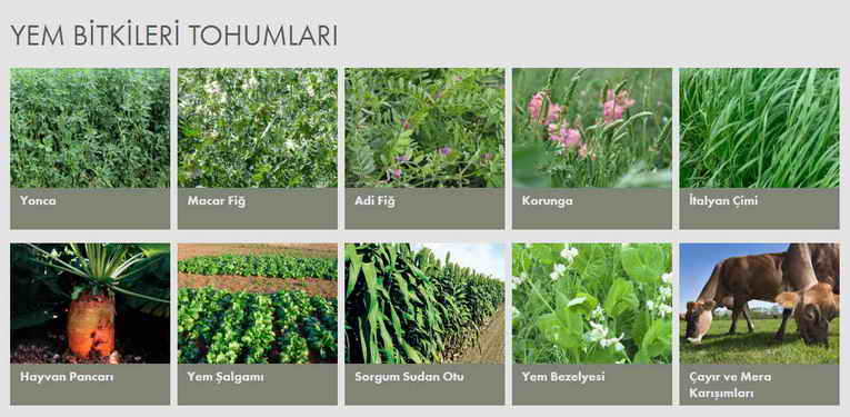 yem bitkisi tohumları